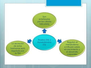 Tiroxina (T4) y
triyodotironina
(T3)
Son
sintetizadas
por las células
foliculares
Regulan el
metabolismo
e influyen sobre
el crecimiento y
el desarrollo
corporales
La secreción
de estas
hormonas está
regulada por
la TSH
 