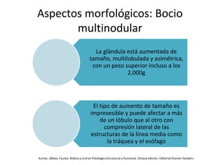 Aspectos morfológicos: Bocio
multinodular
La glándula está aumentada de
tamaño, multilobulada y asimétrica,
con un peso superior incluso a los
2,000g
El tipo de aumento de tamaño es
imprevesible y puede afectar a más
de un lóbulo que al otro con
compresión lateral de las
estructuras de la línea media como
la tráquea y el esófago
Kumar, Abbas, Fausto. Robins y Cotran Patología estructural y funcional. Octava edición. Editorial Elsevier Sanders
 