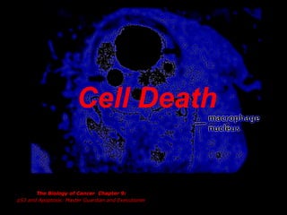 The Biology of Cancer Chapter 9:
p53 and Apoptosis: Master Guardian and Executioner
Cell Death
 