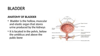 BODAC.pptx a ppt of bladder tumors by BD | PPT