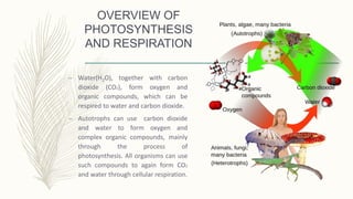 OVERVIEW OF
PHOTOSYNTHESIS
AND RESPIRATION
– Water(H2O), together with carbon
dioxide (CO2), form oxygen and
organic compounds, which can be
respired to water and carbon dioxide.
– Autotrophs can use carbon dioxide
and water to form oxygen and
complex organic compounds, mainly
through the process of
photosynthesis. All organisms can use
such compounds to again form CO2
and water through cellular respiration.
 