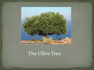 The Olive Tree
 