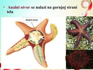 Analni otvor se nalazi na gornjoj strani
tela
Analni otvor
 