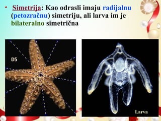 Simetrija: Kao odrasli imaju radijalnu
(petozračnu) simetriju, ali larva im je
bilateralno simetrična
Larva
 