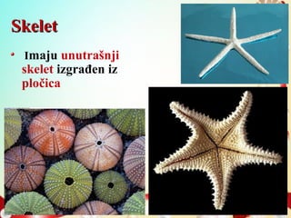 SkeletSkelet
Imaju unutrašnji
skelet izgrađen iz
pločica
 