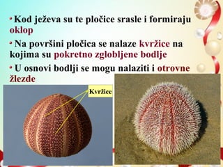 Kod ježeva su te pločice srasle i formiraju
oklop
Na površini pločica se nalaze kvržice na
kojima su pokretno zglobljene bodlje
U osnovi bodlji se mogu nalaziti i otrovne
žlezde
Kvržice
 