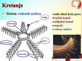 KretanjeKretanje
Sistem vodenih nožica
Voda
-voda ulazi kroz pore
-kružni kanal
-radijalni kanal
-ampule
-vodene nožice
 