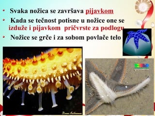 Svaka nožica se završava pijavkom
Kada se tečnost potisne u nožice one se
izduže i pijavkom pričvrste za podlogu
Nožice se grče i za sobom povlače telo
 