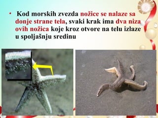 Kod morskih zvezda nožice se nalaze sa
donje strane tela, svaki krak ima dva niza
ovih nožica koje kroz otvore na telu izlaze
u spoljašnju sredinu
 