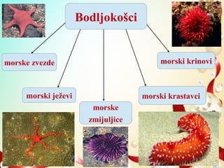 Bodljokošci
morske zvezde
morski ježevi
morske
zmijuljice
morski krastavci
morski krinovi
 