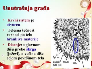 Unutrašnja građaUnutrašnja građa
Krvni sistem je
otvoren
Telesna tečnost
raznosi po telu
hranljive materije
Disanje: uglavnom
dišu preko škrga
(ježevi), a većina diše
celom površinom tela
 