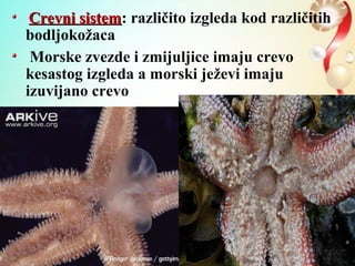 Crevni sistemCrevni sistem: različito izgleda kod različitih
bodljokožaca
Morske zvezde i zmijuljice imaju crevo
kesastog izgleda a morski ježevi imaju
izuvijano crevo
 