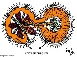 Crevo morskog ježa
 