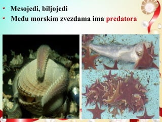Mesojedi, biljojedi
Među morskim zvezdama ima predatora
 