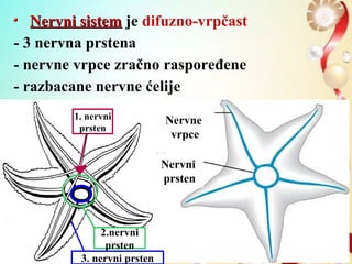 Nervni sistemNervni sistem je difuzno-vrpčast
- 3 nervna prstena
- nervne vrpce zračno raspoređene
- razbacane nervne ćelije
Nervni
prsten
Nervne
vrpce
1. nervni
prsten
2.nervni
prsten
3. nervni prsten
 