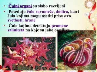 Čulni organiČulni organi su slabo razvijeni
Poseduju čula ravnoteže, dodira, kao i
čula kojima mogu osetiti prisustvo
svetlosti, hrane
Čula kojima detektuju promene
saliniteta na koje su jako osetljive
 
