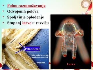 Polno razmnožavanje
Odvojenih polova
Spoljašnje oplođenje
Stupanj larve u razviću
Polne žlezde
Larva
 