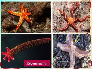 Regeneracija
 