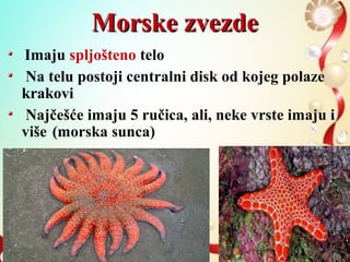 Morske zvezdeMorske zvezde
Imaju spljošteno telo
Na telu postoji centralni disk od kojeg polaze
krakovi
Najčešće imaju 5 ručica, ali, neke vrste imaju i
više (morska sunca)
 