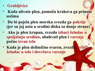 Grabljivice
Kada uhvate plen, pomožu krakova ga prinose
ustima
Da bi pojela plen morska zvezda ga pokrije
(jer su joj usta u sredini diska sa donje strane)
Ako je plen krupan, zvezda izbaci želudac u
spoljašnju sredinu, obuhvati plen i varenje
počne izvan tela
Kada je plen delimično svaren, zvezda uvlači
želudac u telo i dovršava varenje
 