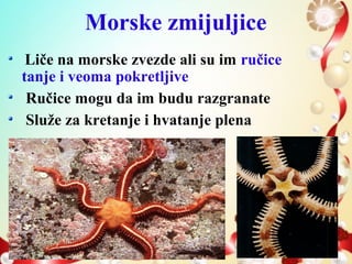 Morske zmijuljice
Liče na morske zvezde ali su im ručice
tanje i veoma pokretljive
Ručice mogu da im budu razgranate
Služe za kretanje i hvatanje plena
 