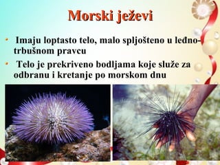 Morski ježeviMorski ježevi
Imaju loptasto telo, malo spljošteno u leđno-
trbušnom pravcu
Telo je prekriveno bodljama koje služe za
odbranu i kretanje po morskom dnu
 