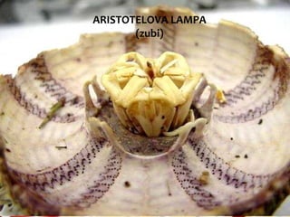 ARISTOTELOVA LAMPA
(zubi)
 