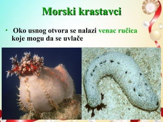 Morski krastavciMorski krastavci
Oko usnog otvora se nalazi venac ručica
koje mogu da se uvlače
 