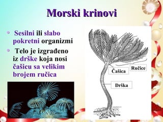 Morski krinoviMorski krinovi
Sesilni ili slabo
pokretni organizmi
Telo je izgrađeno
iz drške koja nosi
čašicu sa velikim
brojem ručica
Row 1 Row 2 Row 3 Row 4
0
2
4
6
8
10
12
Column 1
Column 2
Column 3
Drška
Ručice
Čašica
 