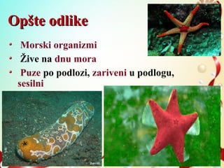 Opšte odlikeOpšte odlike
Morski organizmi
Žive na dnu mora
Puze po podlozi, zariveni u podlogu,
sesilni
 