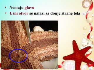Nemaju glavu
Usni otvor se nalazi sa donje strane tela
 