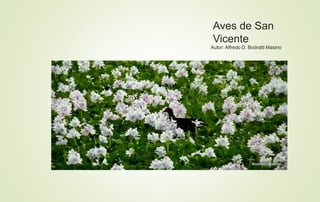 Aves de San
Vicente
Autor: Alfredo D. Bodratti Masino
 