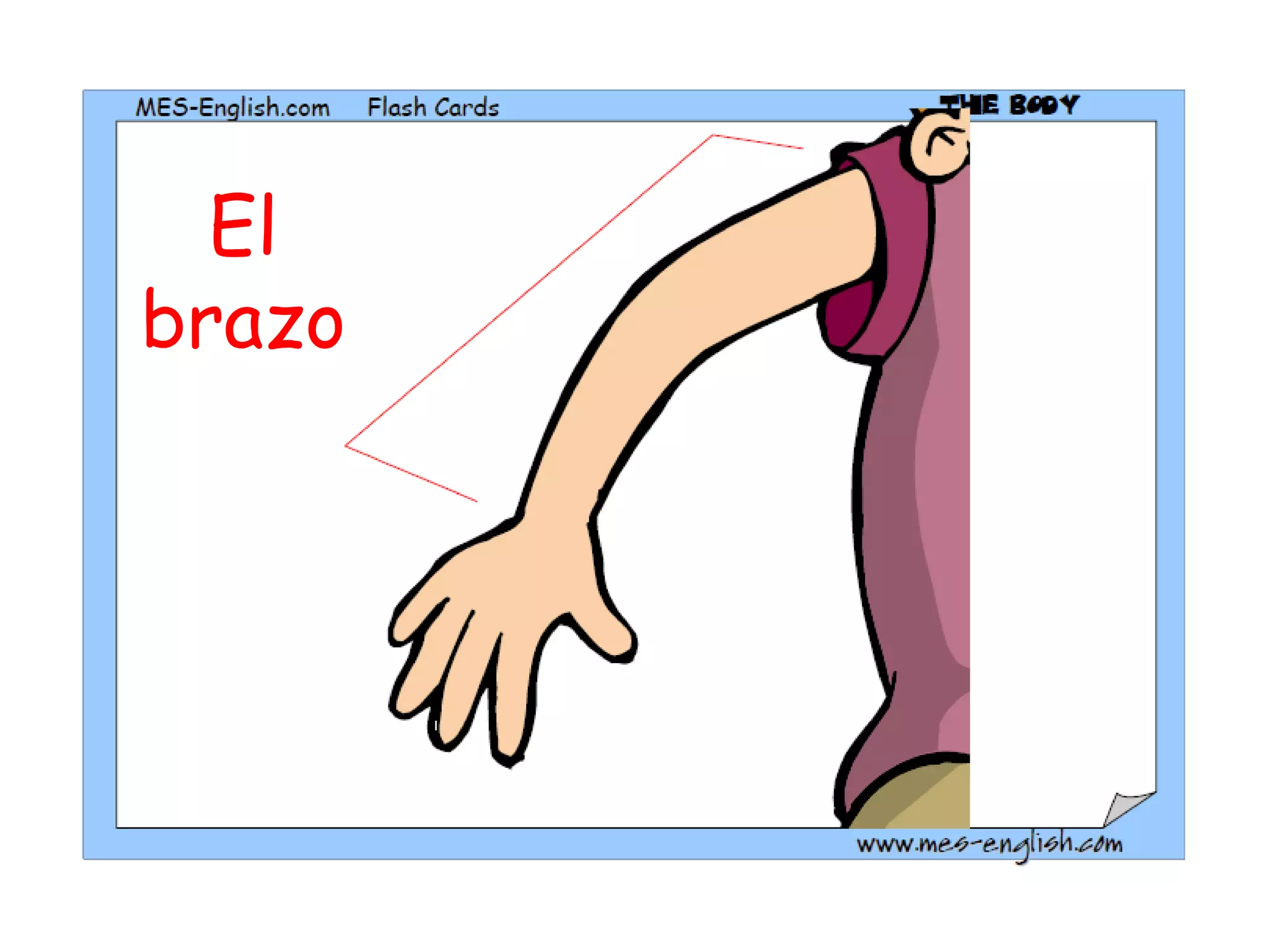 El brazo