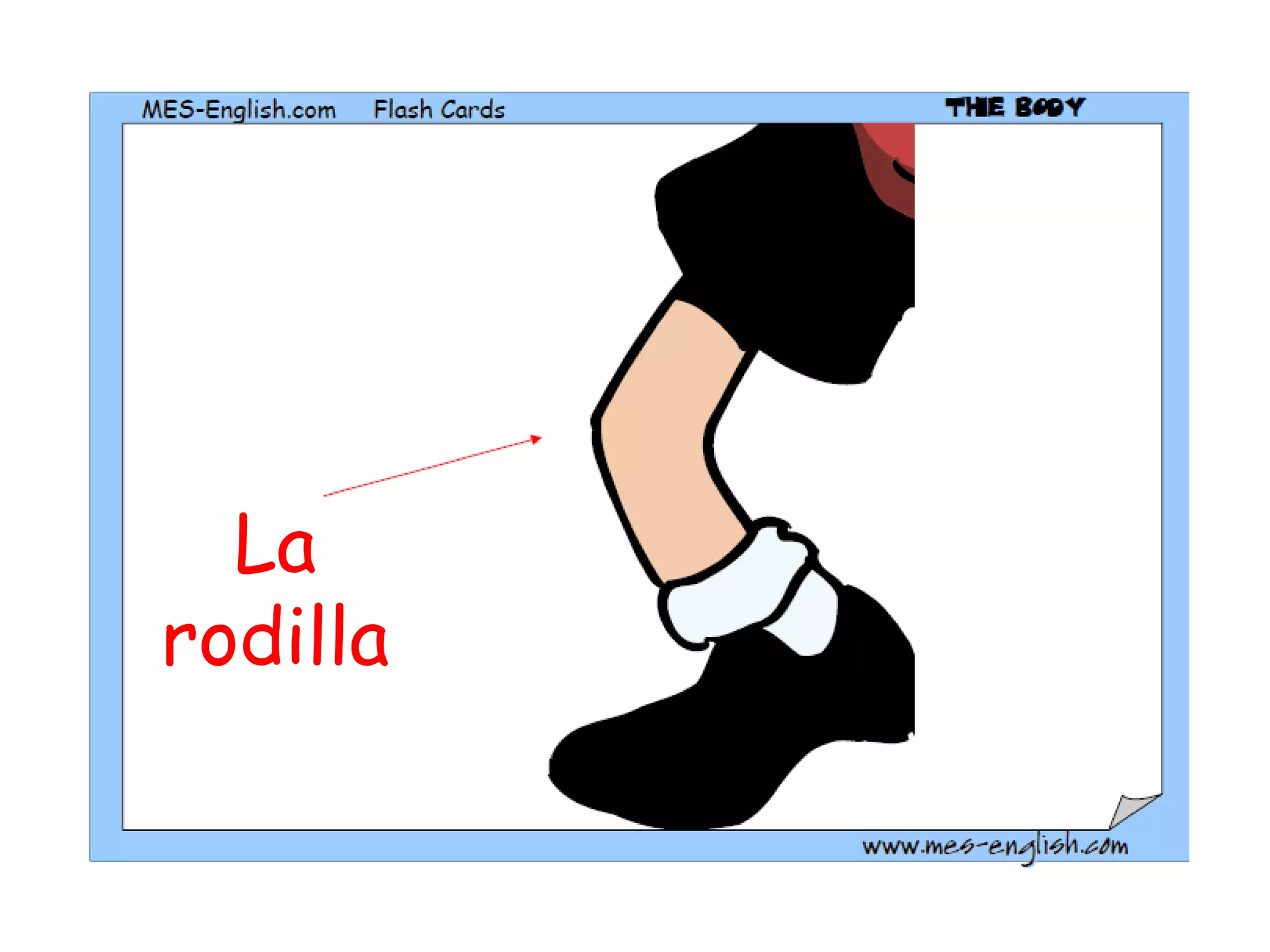 La rodilla