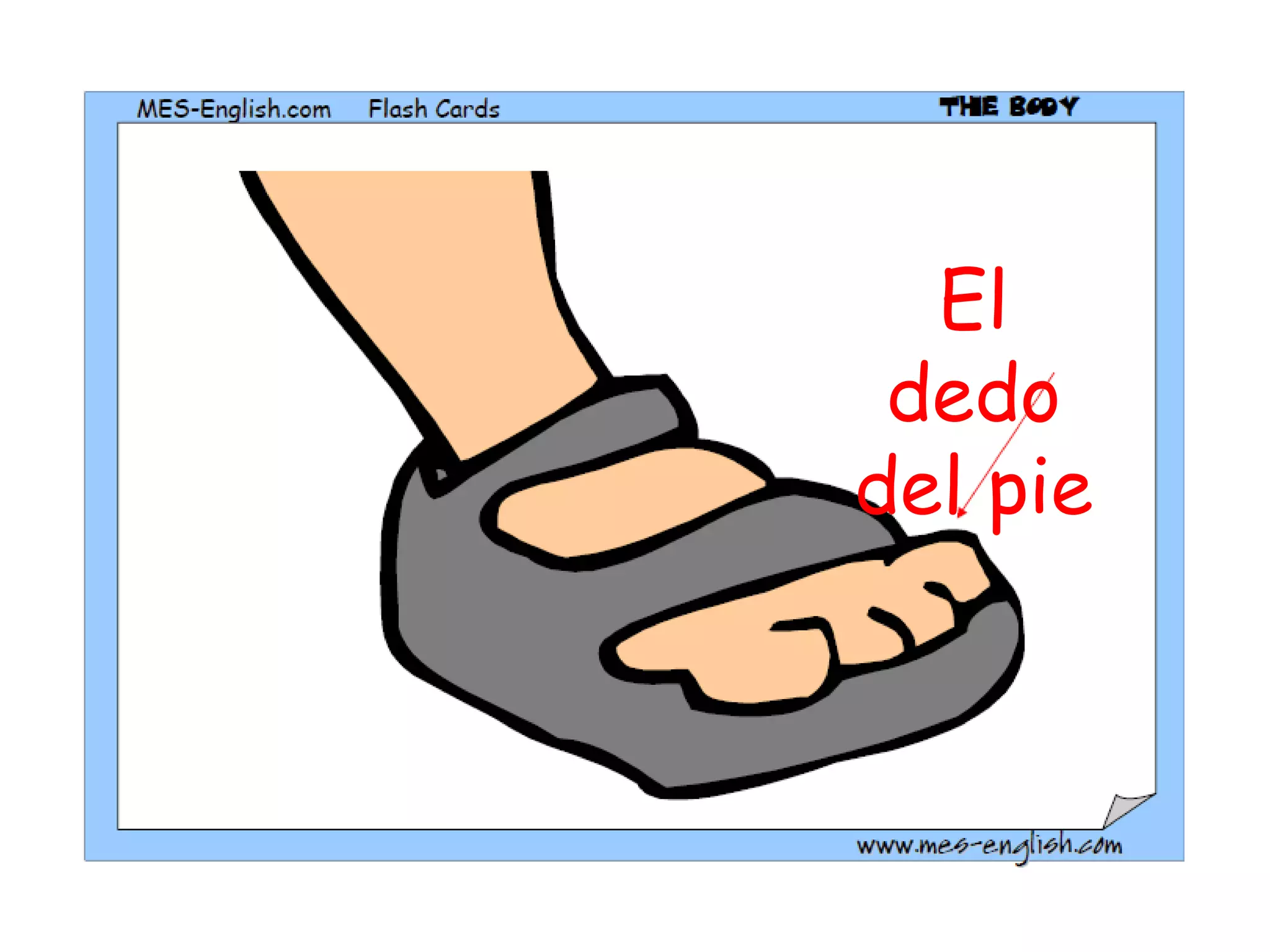 El dedo del pie