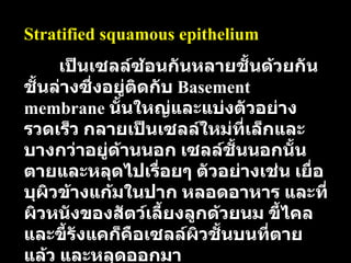 Stratified squamous epithelium เป็นเซลล์ซ้อนกันหลายชั้นด้วยกัน   ชั้นล่างซึ่งอยู่ติดกับ   Basement membrane  นั้นใหญ่และแบ่งตัวอย่างรวดเร็ว   กลายเป็นเซลล์ใหม่ที่เล็กและบางกว่าอยู่ด้านนอก   เซลล์ชั้นนอกนั้นตายและหลุดไปเรื่อยๆ   ตัวอย่างเช่น   เยื่อบุผิวข้างแก้มในปาก   หลอดอาหาร   และที่ผิวหนังของสัตว์เลี้ยงลูกด้วยนม   ขี้ไคล   และขี้รังแคก็คือเซลล์ผิวชั้นบนที่ตายแล้ว   และหลุดออกมา   