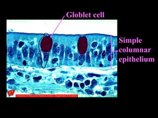 Globlet cell Simple columnar epithelium 