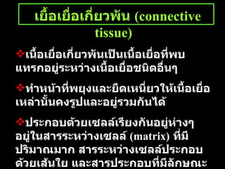     เยื้อเยื่อเกี่ยวพัน   (connective tissue) เนื้อเยื่อเกี่ยวพันเป็นเนื้อเยื่อที่พบแทรกอยู่ระหว่างเนื้อเยื่อชนิดอื่นๆ ทำหน้าที่พยุงและยืดเหนี่ยวให้เนื้อเยื่อเหล่านั้นคงรูปและอยู่รวมกันได้ ประกอบด้วยเซลล์เรียงกันอยู่ห่างๆ   อยู่ในสารระหว่างเซลล์   (matrix)   ที่มีปริมาณมาก   สารระหว่างเซลล์ประกอบด้วยเส้นใย   และสารประกอบที่มีลักษณะใสและมีความหนืด 