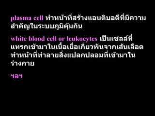 plasma cell   ทำหน้าที่สร้างแอนติบอดีที่มีความสำคัญในระบบภูมิคุ้มกัน white blood cell or leukocytes   เป็นเซลล์ที่แทรกเข้ามาในเนื้อเยื่อเกี่ยวพันจากเส้นเลือด   ทำหน้าที่ทำลายสิ่งแปลกปลอมที่เข้ามาในร่างกาย ฯลฯ 