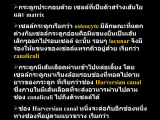 กระดูกประกอบด้วย   เซลล์ที่เป็นตัวสร้างเส้นใย   และ   matrix เซลล์กระดูกเรียกว่า   osteocyte   มีลักษณะที่แตกต่างกับเซลล์กระดูกอ่อนคือมีแขนงยื่นเป็นเส้นเล็กๆออกไปรอบเซลล์   ฉะนั้น   รอบๆ   lacunar   จึงมีร่องให้แขนงของเซลล์แทรกตัวอยู่ด้วย   เรียกว่า   canaliculi  กระดูกมีเส้นเลือดผ่านเข้าไปหล่อเลี้ยง   โดยเซลล์กระดูกมาเรียงล้อมรอบช่องที่ทอดไปตามยาวของกระดูก   ที่เรียกว่าช่อง   Harversian canal   ซึ่งภายในมีเส้นเลือดที่จะส่งอาหารผ่านไปตามช่อง  canaliculi  ไปถึงตัวเซลล์ได้   ช่อง   Harversian canal  หนึ่งจะต่อกับอีกช่องหนึ่ง   ทางช่องที่อยู่ตามแนวขวาง   เรียกว่าช่อง Volkmann’s canal   การเรียงตัวของเซลล์กระดูกแบบนี้เรียกว่า   Harversian’s system  