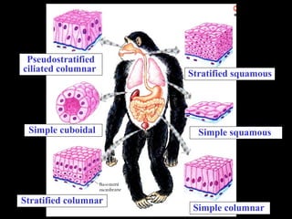 Pseudostratified ciliated columnar  Simple cuboidal  Stratified columnar  Stratified squamous  Simple squamous  Simple columnar  