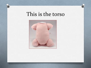 This is the torso
