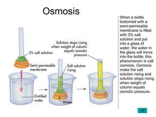 Osmosis When a bottle bottomed with a semi-permeable membrane is filled with 3% salt solution and put into a glass of water, the water in the glass will move into the bottle, this phenomenon is call osmosis. Osmosis make the salt solution rising and solution stops rising when weight of column equals osmotic pressure.  
