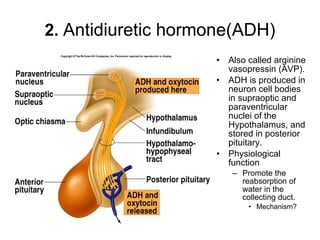 Body Fluid And Electrolyte Balance | PPT
