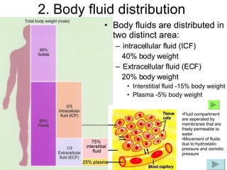 2. Body fluid distribution <ul><li>Body fluids are distributed in two distinct area: </li></ul><ul><ul><li>intracellular f...