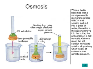 Osmosis When a bottle bottomed with a semi-permeable membrane is filled with 3% salt solution and put into a glass of wate...