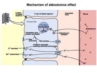 Mechanism of aldosterone effect Principal cells 