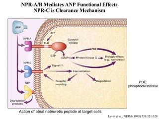 NPR-A/B Mediates ANP Functional Effects NPR-C is Clearance Mechanism Levin et al., NEJM (1998) 339:321-328 Action of atria...