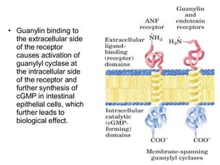 <ul><li>Guanylin binding to the extracellular side of the receptor causes activation of guanylyl cyclase at the intracellu...
