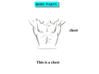 chest
This is a chest
BODY PARTSBODY PARTS
 